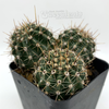 Echinopsis dobeana cluster for sale at East Austin Succulents