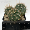 Echinopsis dobeana cluster for sale at East Austin Succulents