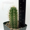 Trichocereus SS02 x 'Serra Blue' for sale at East Austin Succulents