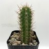 Trichocereus bridgesii 'Brad' x malo2 for sale at East Austin Succulents