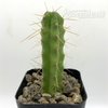 Trichocereus bridgesii 'Lee' x SS02 for sale at East Austin Succulents