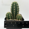 Trichocereus scopulicola 'Dr. G' x peruvianus 'Big Blue' for sale at East Austin Succulents