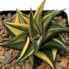 Haworthiopsis limifolia variegata