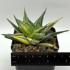 Haworthiopsis limifolia variegata