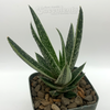 Gasteria "kaleidoscope"