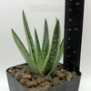 Gasteria "kaleidoscope"