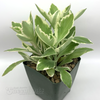 Kalanchoe laxiflora hybrid variegated
