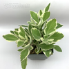 Kalanchoe laxiflora hybrid variegated