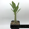 Adenium arabicum "White Giant"