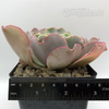 Echeveria gibbiflora giant blue for sale at East Austin Succulents