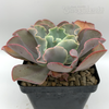 Echeveria gibbiflora giant blue for sale at East Austin Succulents