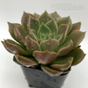 Echeveria 'Ebony Mendozae' for sale at East Austin Succulents