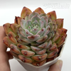 Echeveria 'Eyeliner' for sale at East Austin Succulents