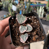 Ceropegia woodii 'String of Hearts' Variegated