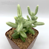 Delosperma echinatum variegated 'Pickle Plant' for sale at East Austin Succulents