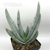 Aloe petricola