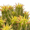 Euphorbia ferox variegata [yellow form]