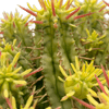 Euphorbia ferox variegata [yellow form]