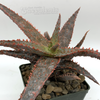 Aloe spike