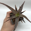 Aloe spike