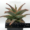 Aloe spike
