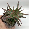 Aloe spike