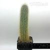 Cleistocactus strausii