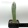 Pilosocereus palmeri