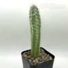 Pilosocereus palmeri
