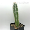 Pilosocereus palmeri