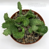 Euphorbia flanaganii crested