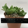 Euphorbia flanaganii crested