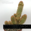 Mammillaria elongata cristata 'Copper King'
