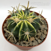 Ferocactus latispinus