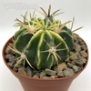 Ferocactus latispinus