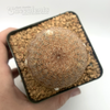 Echinocereus pectinatus albiflorus