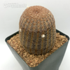 Echinocereus pectinatus albiflorus