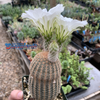 Echinocereus pectinatus albiflorus