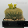 Notocactus graessneri flaviflorus