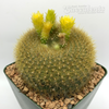 Notocactus graessneri flaviflorus