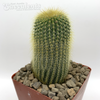 Notocactus leninghausii