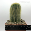 Notocactus leninghausii