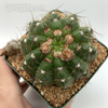 Notocactus otoni aigua