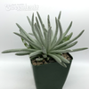 Senecio scaposus