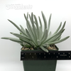 Senecio scaposus