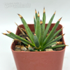 Agave albopilosa East Austin Succulents