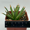 Agave albopilosa East Austin Succulents