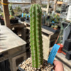 Trichocereus 'Serra Blue' x pachanoi