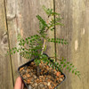 Operculicarya pachypus