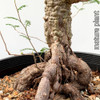 EXAMPLES ONLY of mature plants